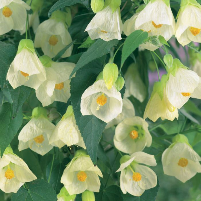 Non GMO White Abutilon seeds