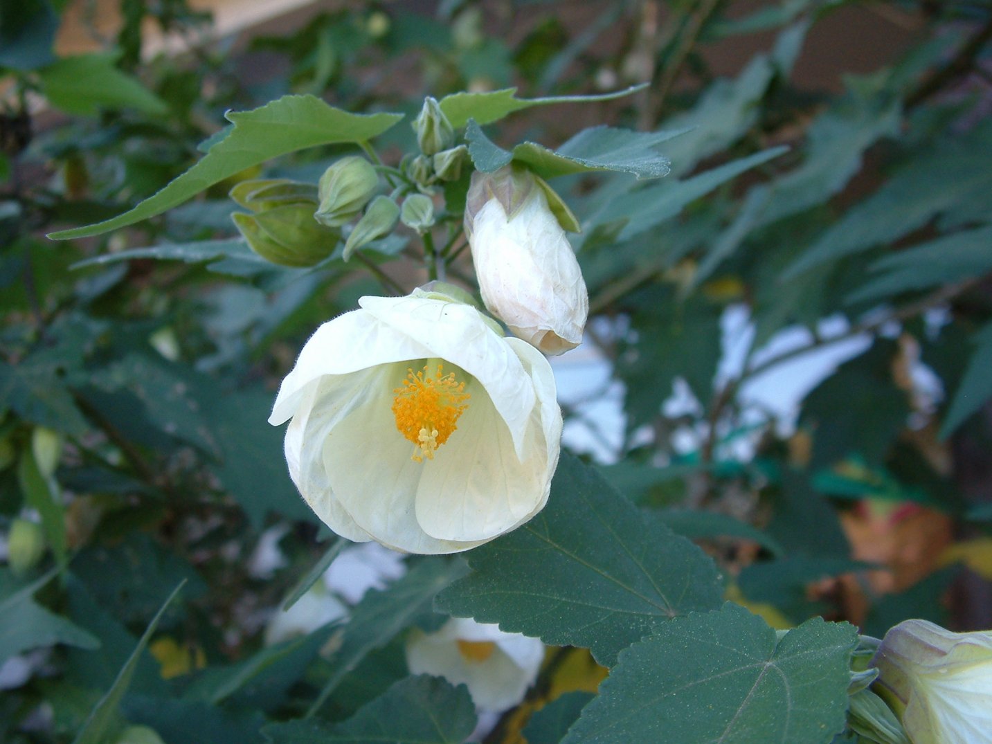 Ornamental White Abutilon flowering shrub