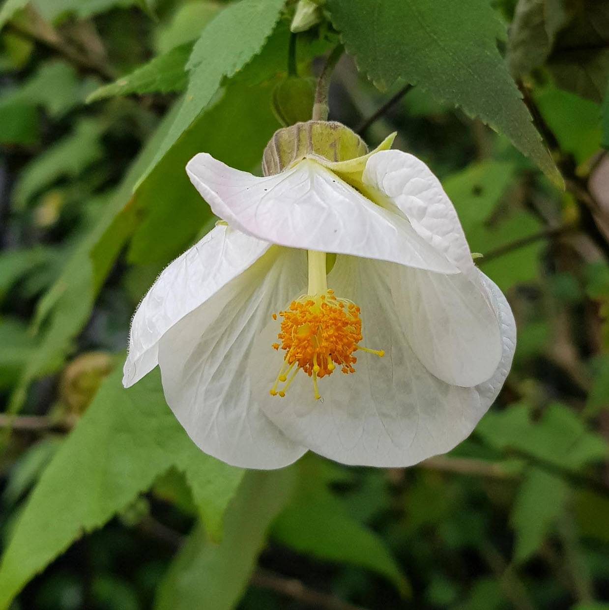White Abutilon flower planting seeds