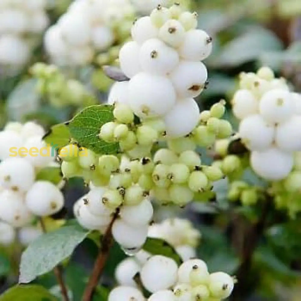 White Arbutus Bayberry Fruit Seeds for planting and growing sweet, exotic berries.