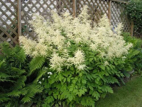 Non GMO White Aruncus Dioicus seeds