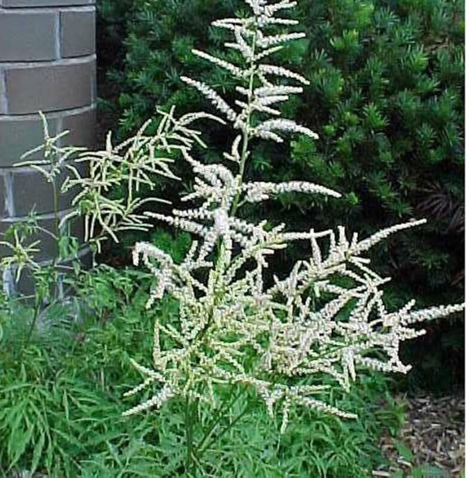 Ornamental White Aruncus Dioicus garden plant