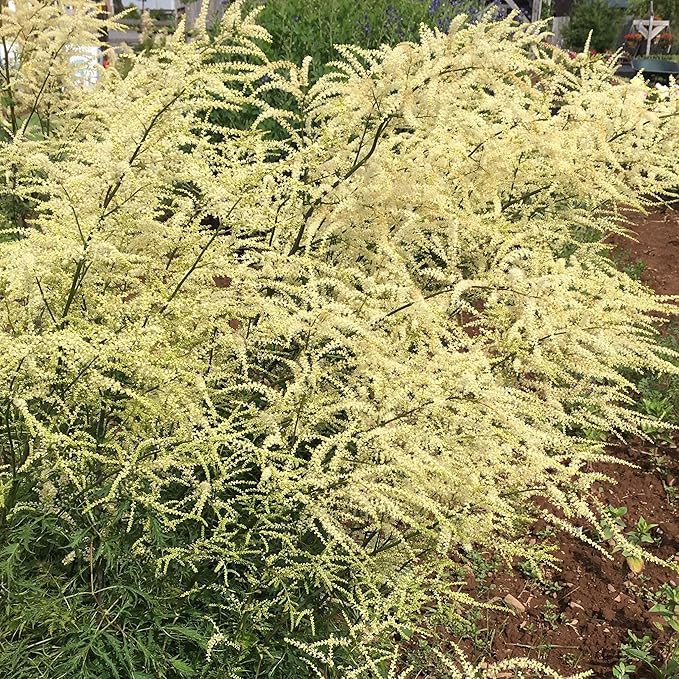 White Aruncus Dioicus flower seeds for planting