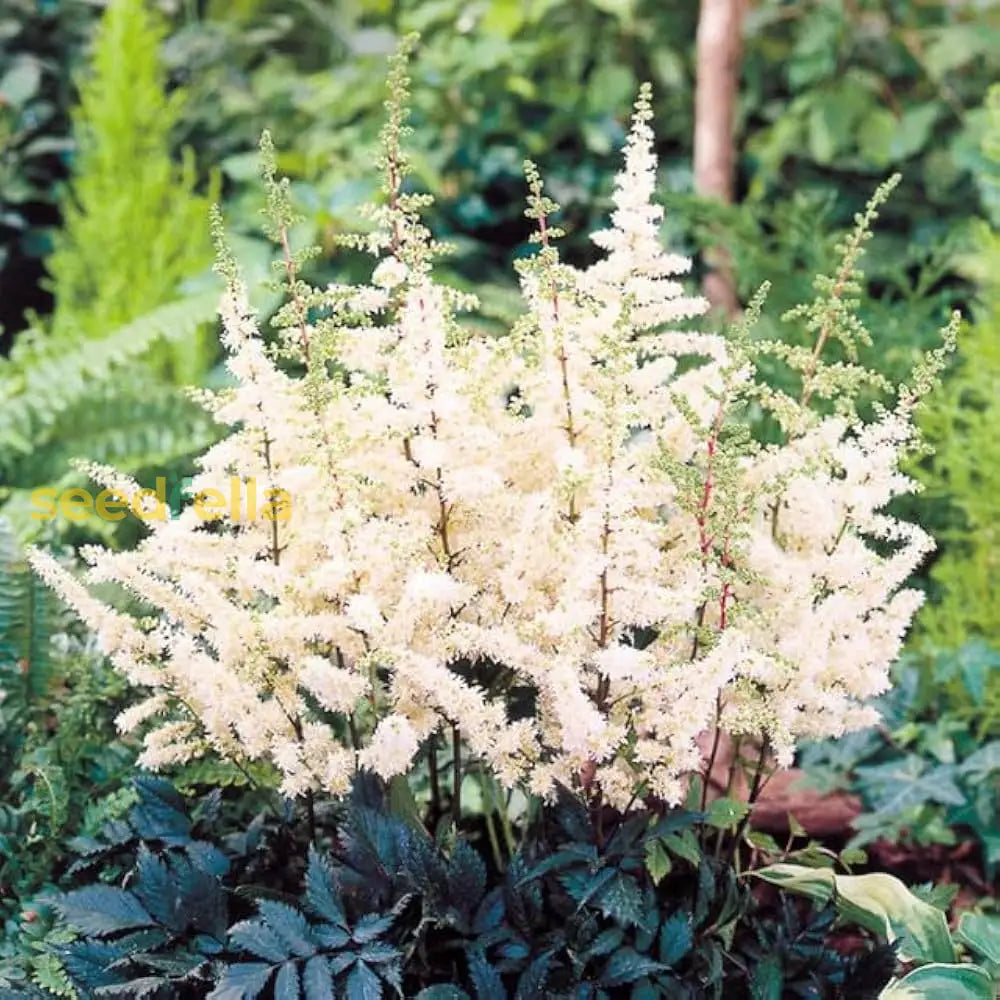 Ornamental White Astilbe flowering plant