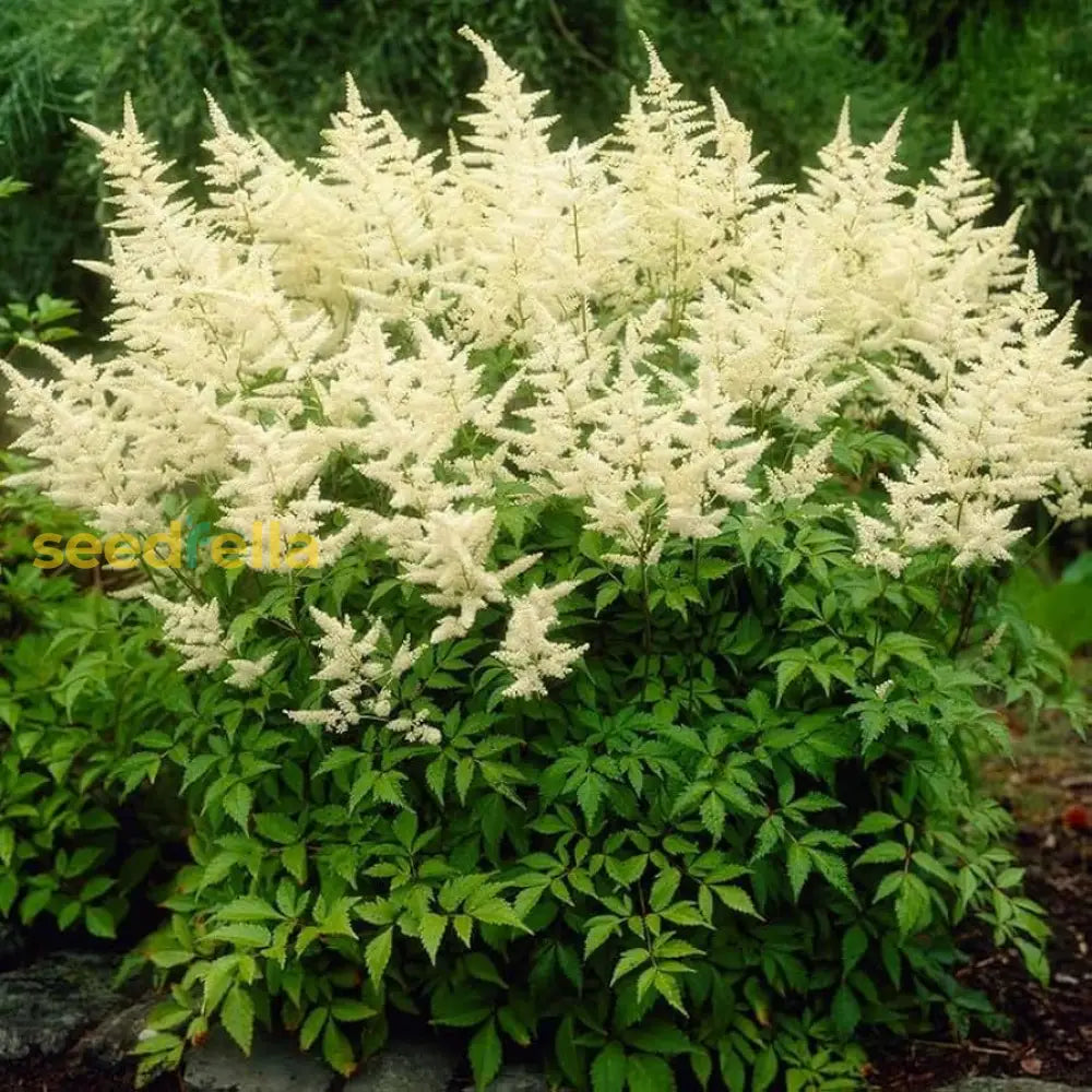 White Astilbe flower seeds for planting