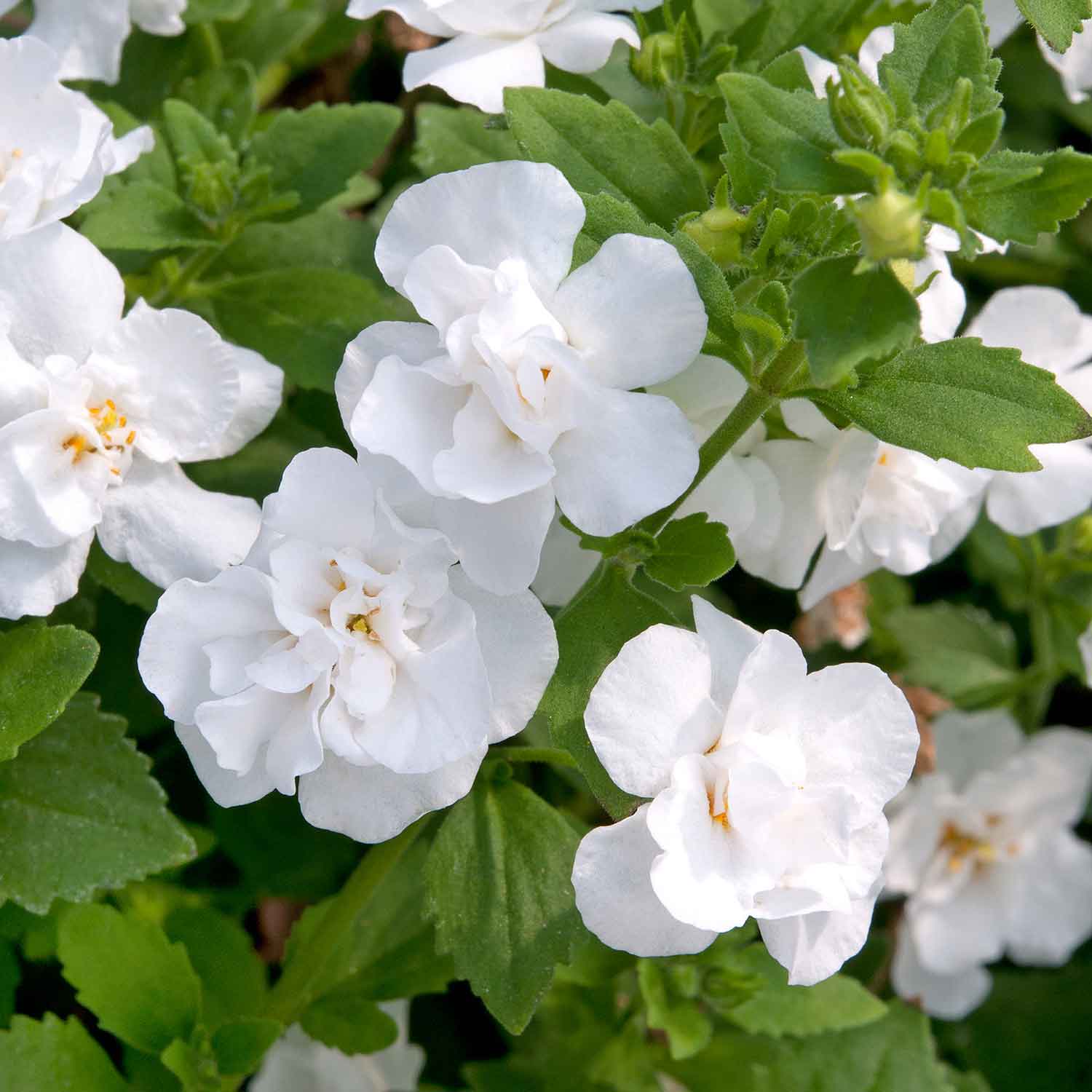 Non-GMO White Bacopa seeds