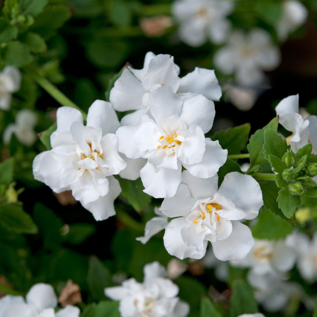 White Bacopa flower seeds for planting