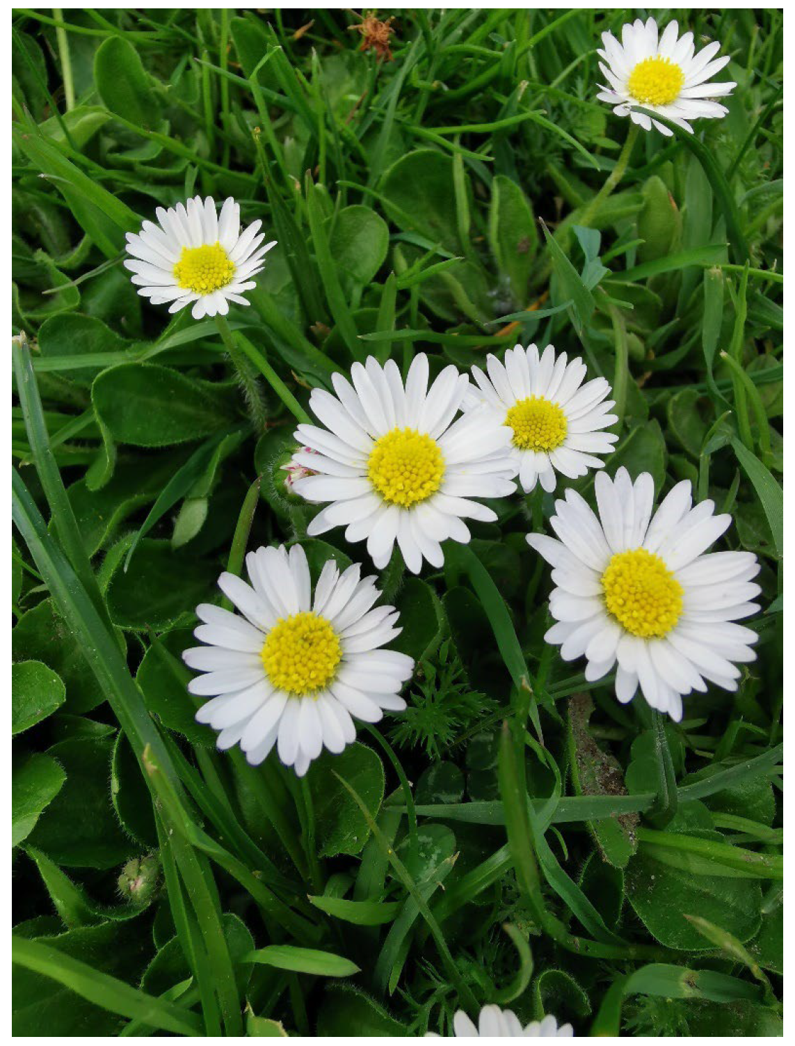 White Bellis flowers blooming in garden