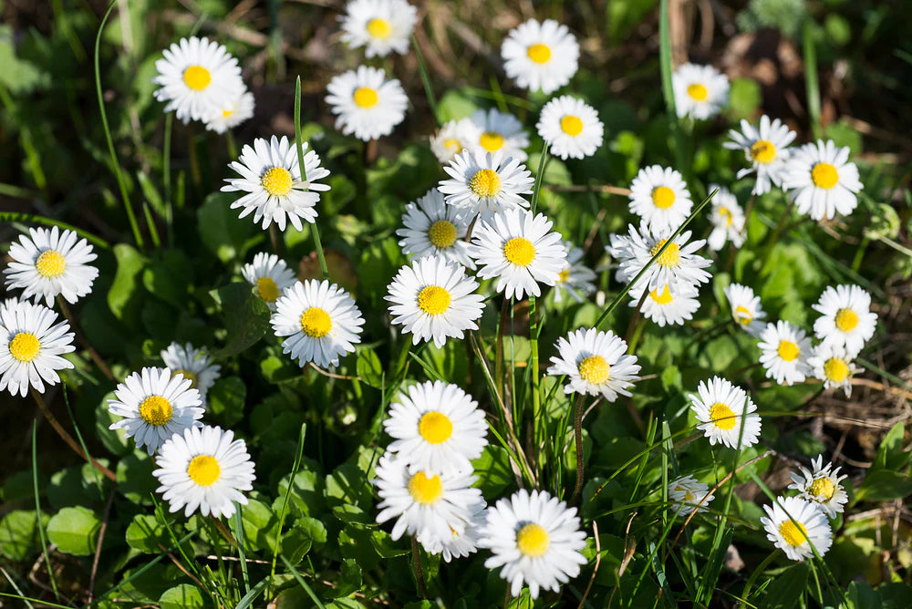 Ornamental White Bellis seeds for gardens