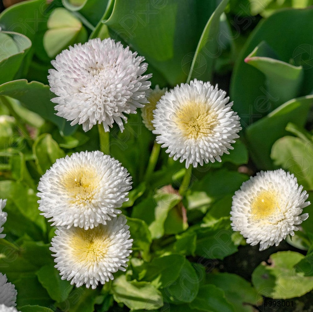 White Bellis Flower seeds for planting
