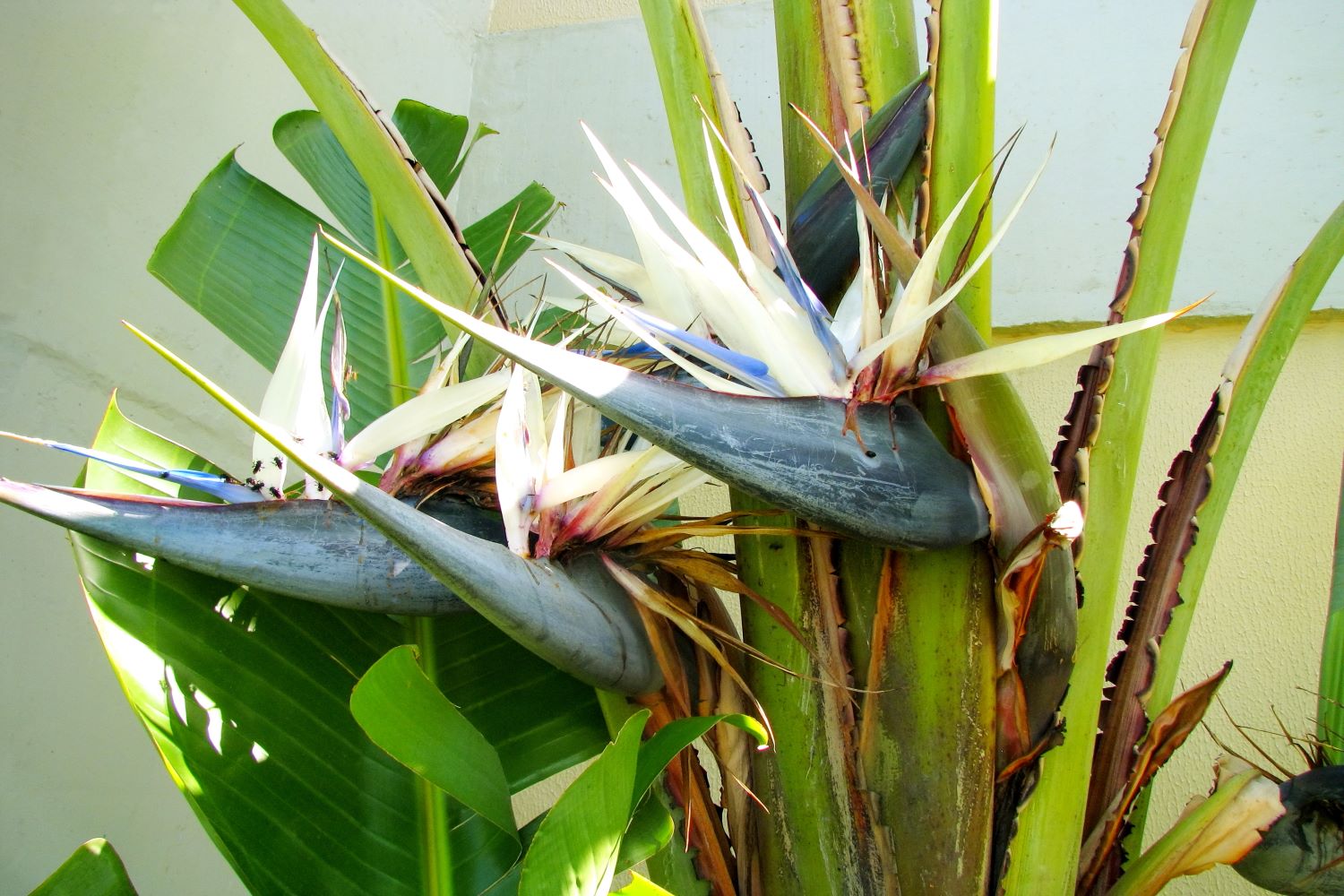 High germination White Bird of Paradise seeds