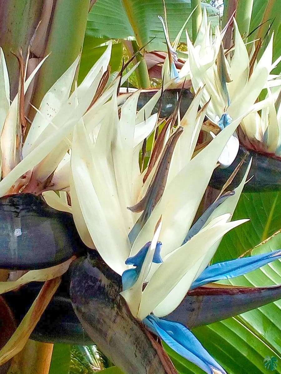 White Bird of Paradise indoor potted plant