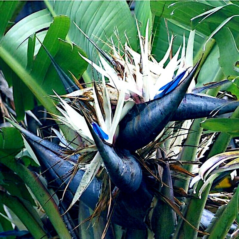 Non GMO White Bird of Paradise seeds