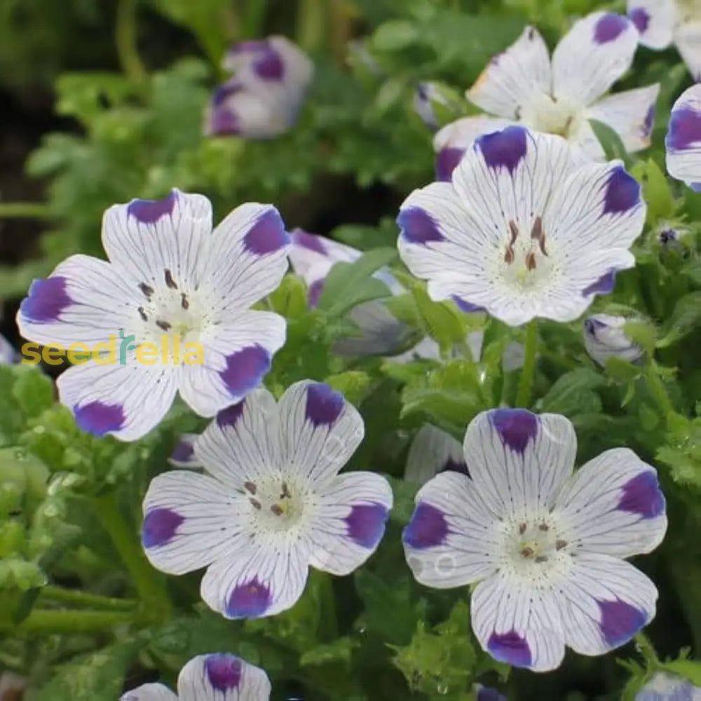Ornamental Maculata plant with speckled blooms