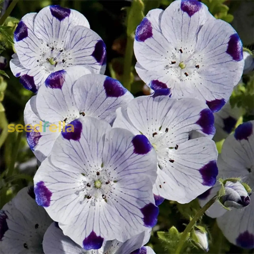 White Blue Maculata flower seeds for planting