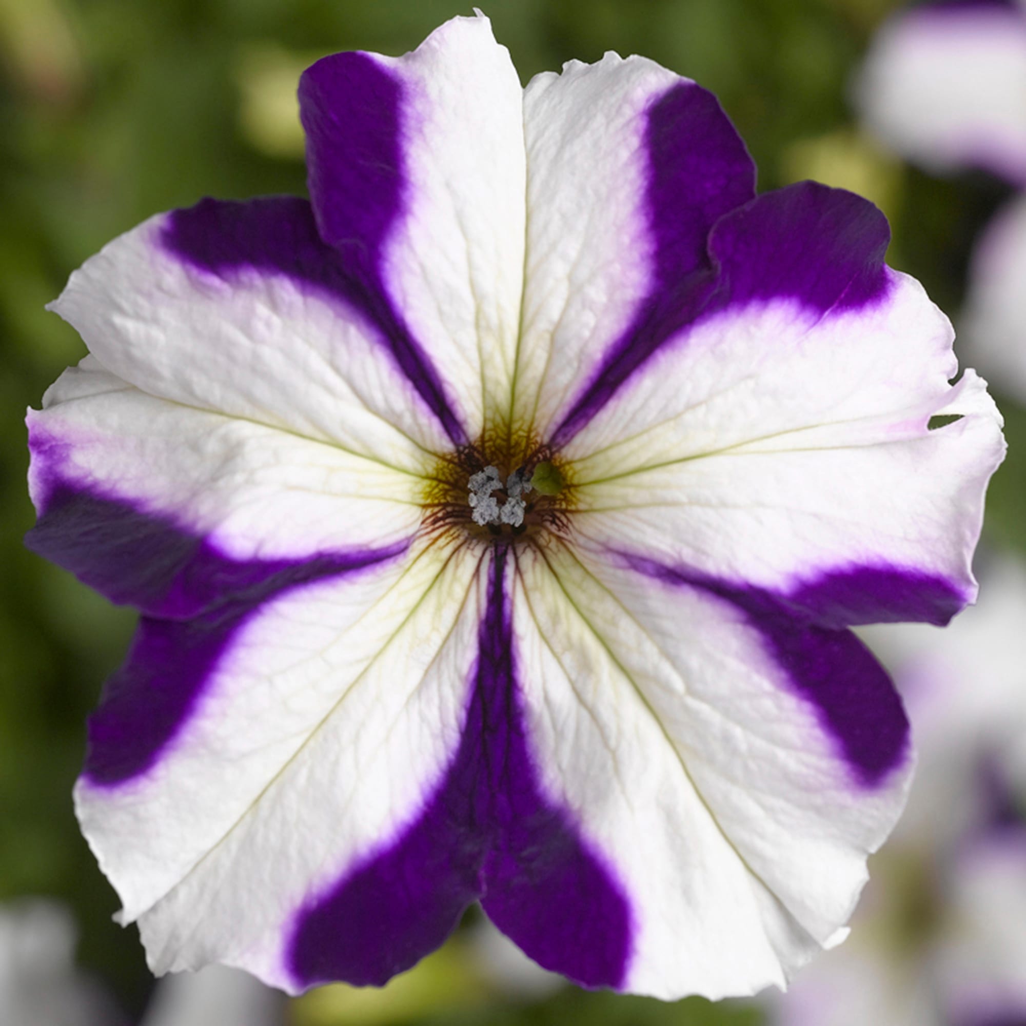 Non GMO White Blue Star Petunia flower seeds