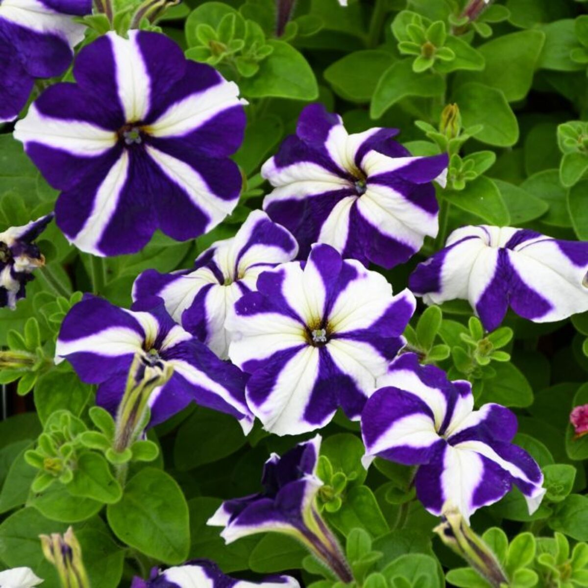 White Blue Star Petunia Flower seeds for planting