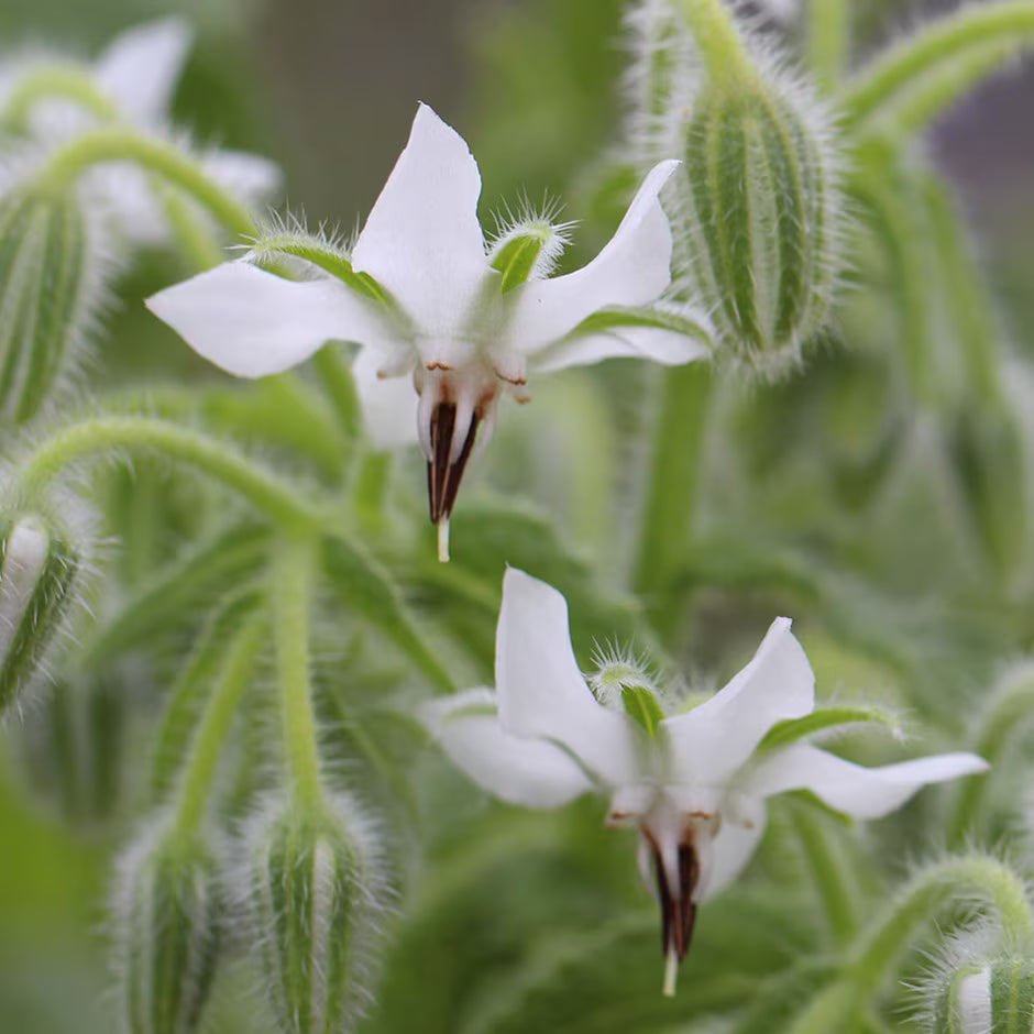 Edible White Borage flowers