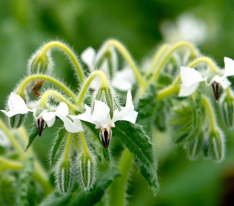 High germination White Borage seeds