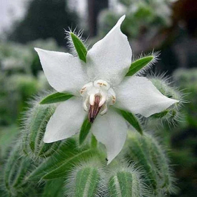 Non GMO White Borage seeds