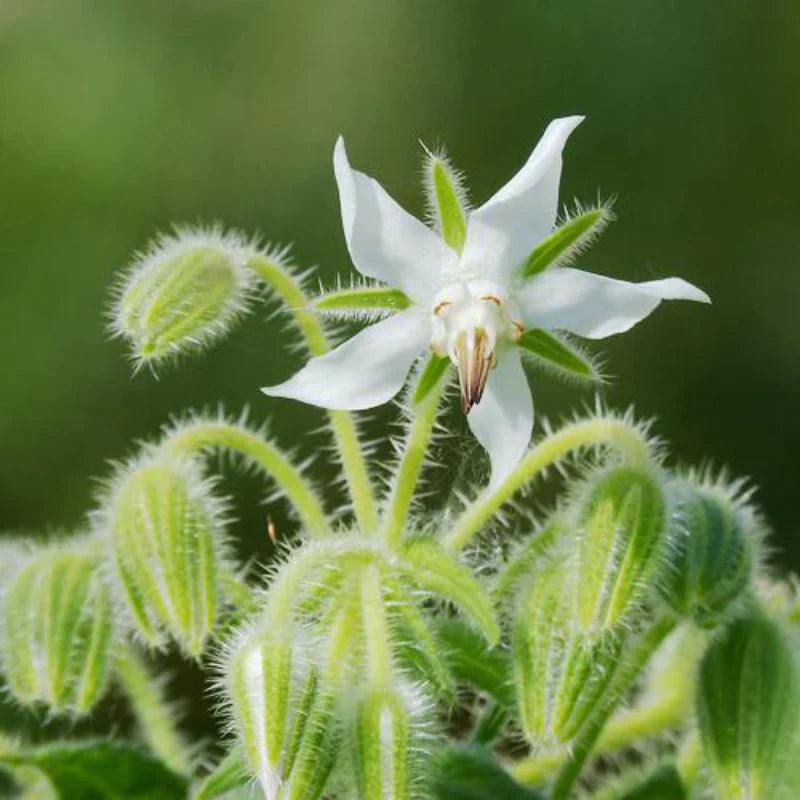 Ornamental White Borage flowering plant