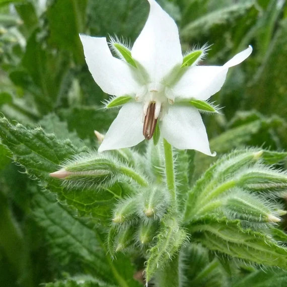 White Borage seeds for planting