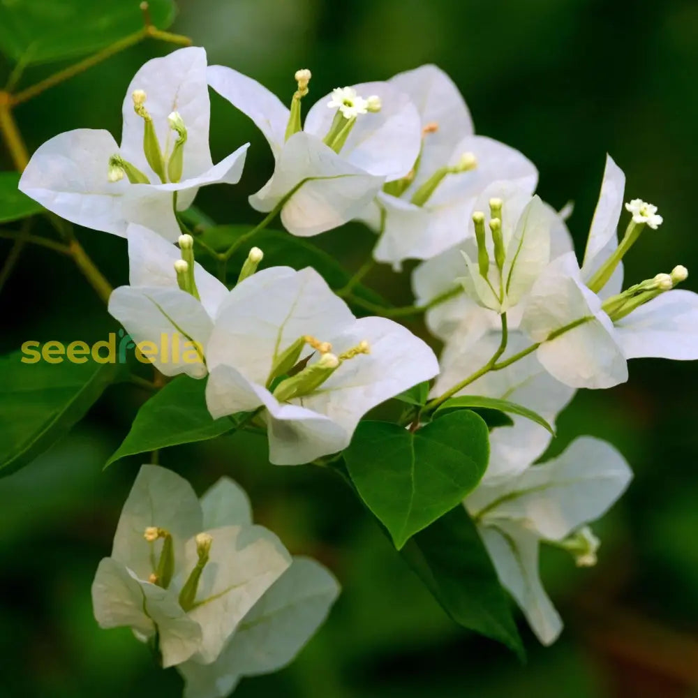 Ornamental White Bougainvillea climbing vine