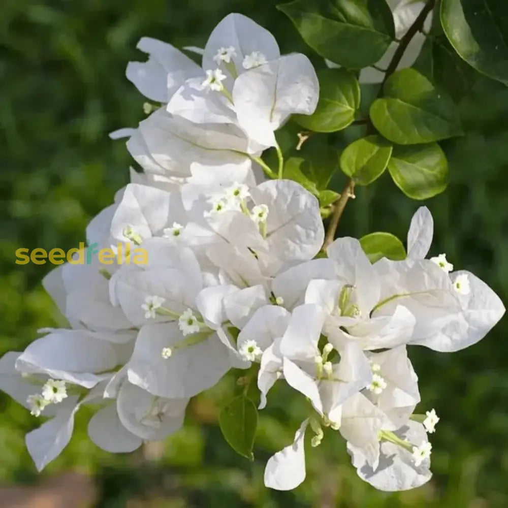 White Bougainvillea flower seeds for planting