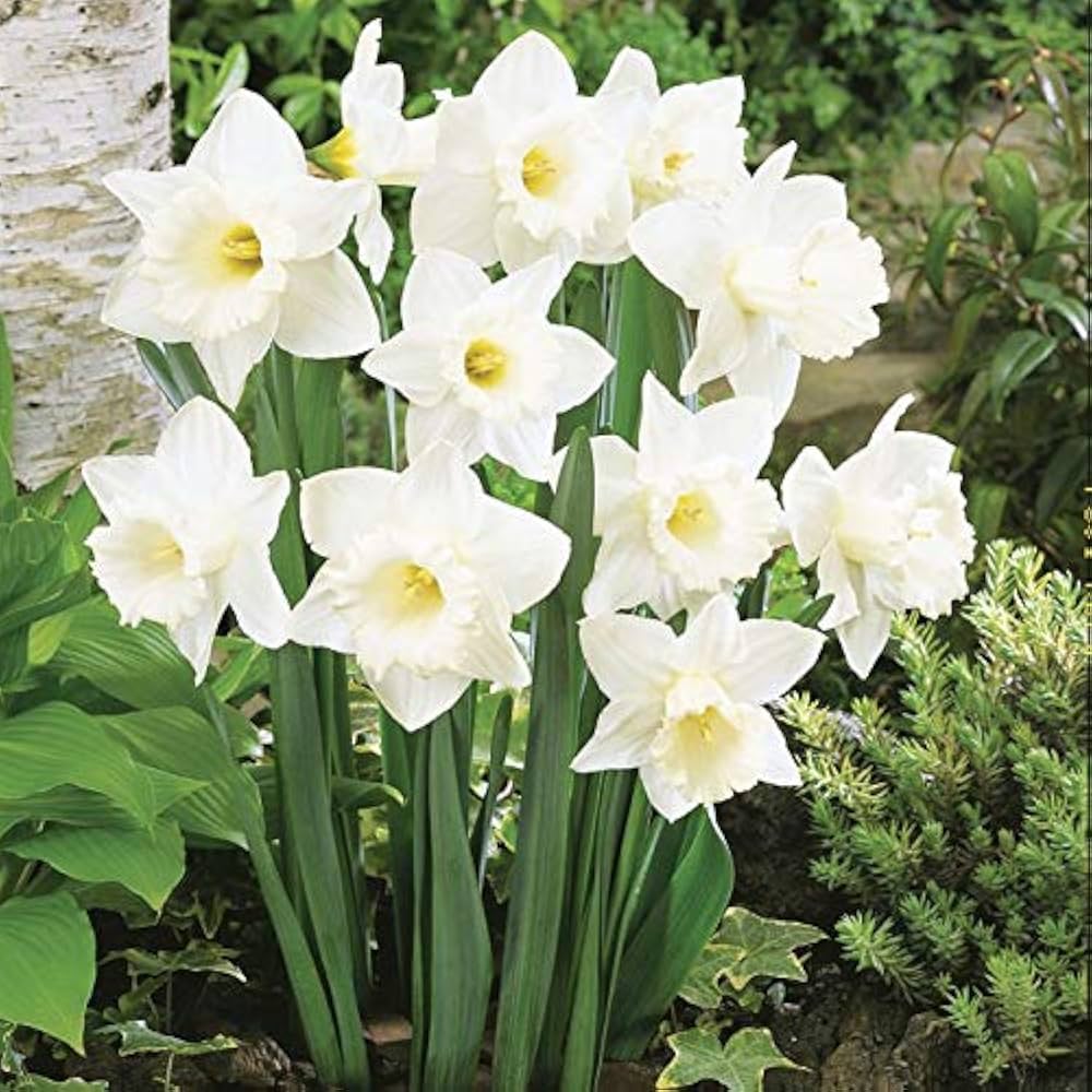 Non GMO White Daffodils seeds