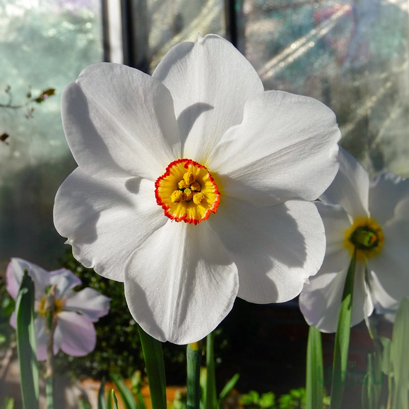 Ornamental White Daffodils flowering plant