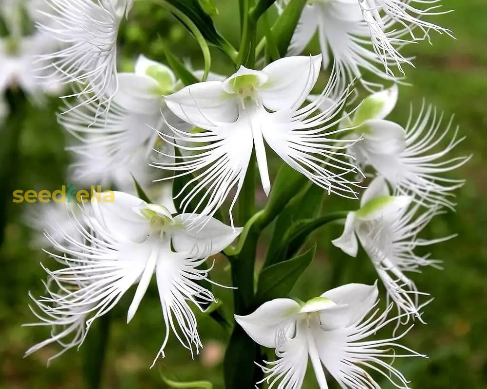 White Egret flower seeds for easy planting