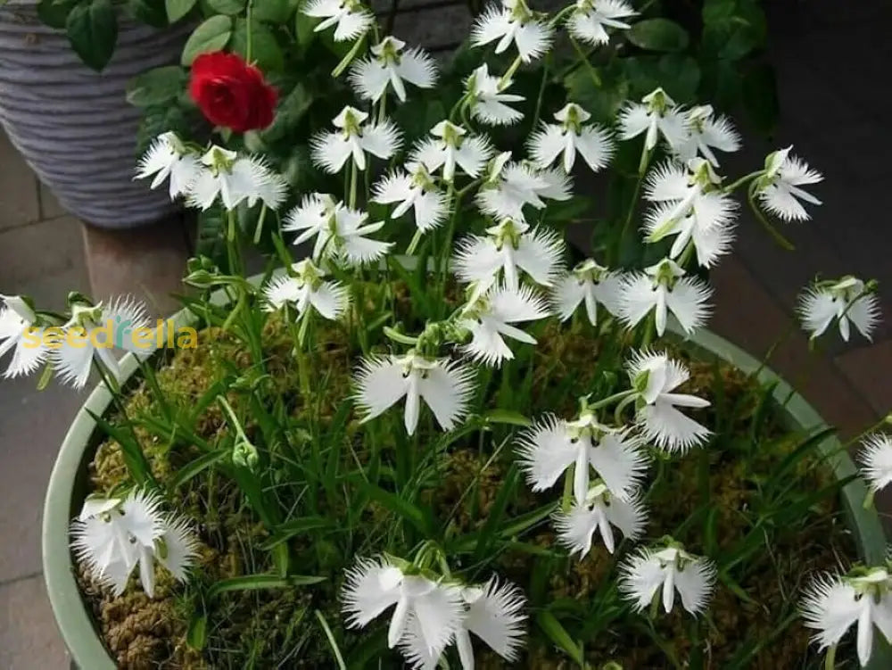 Non GMO White Egret flower seeds