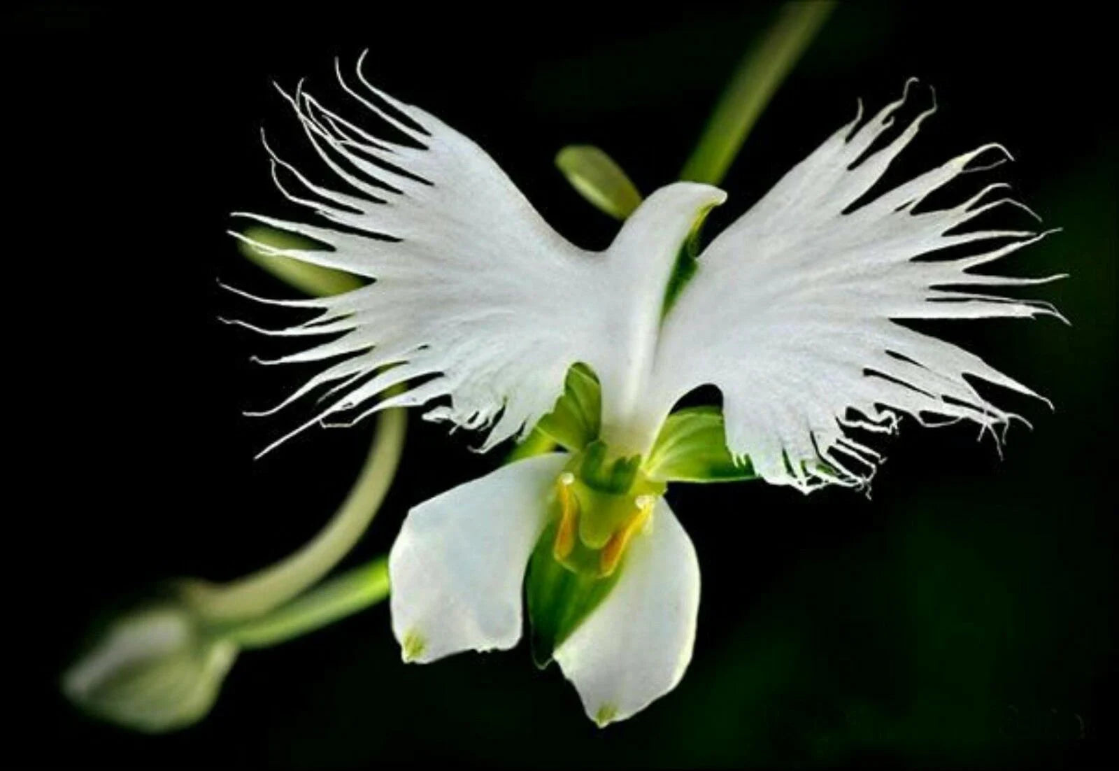 Exotic White Egret Orchid bird-shaped flower