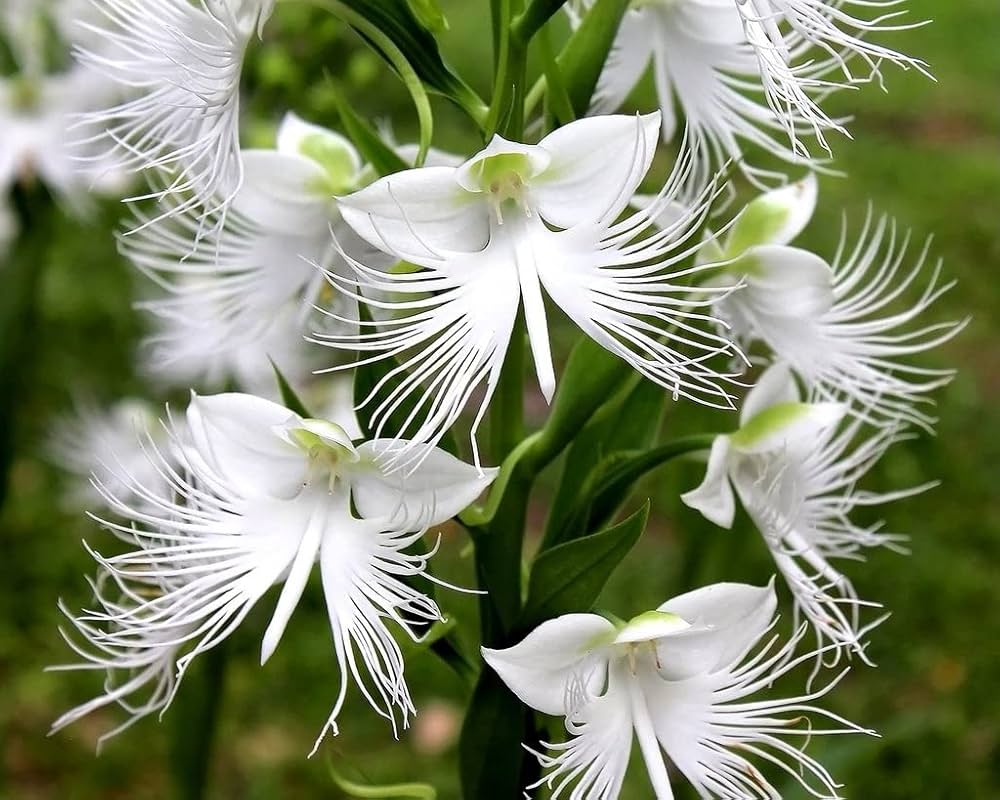 Non GMO White Egret Orchid flower seeds