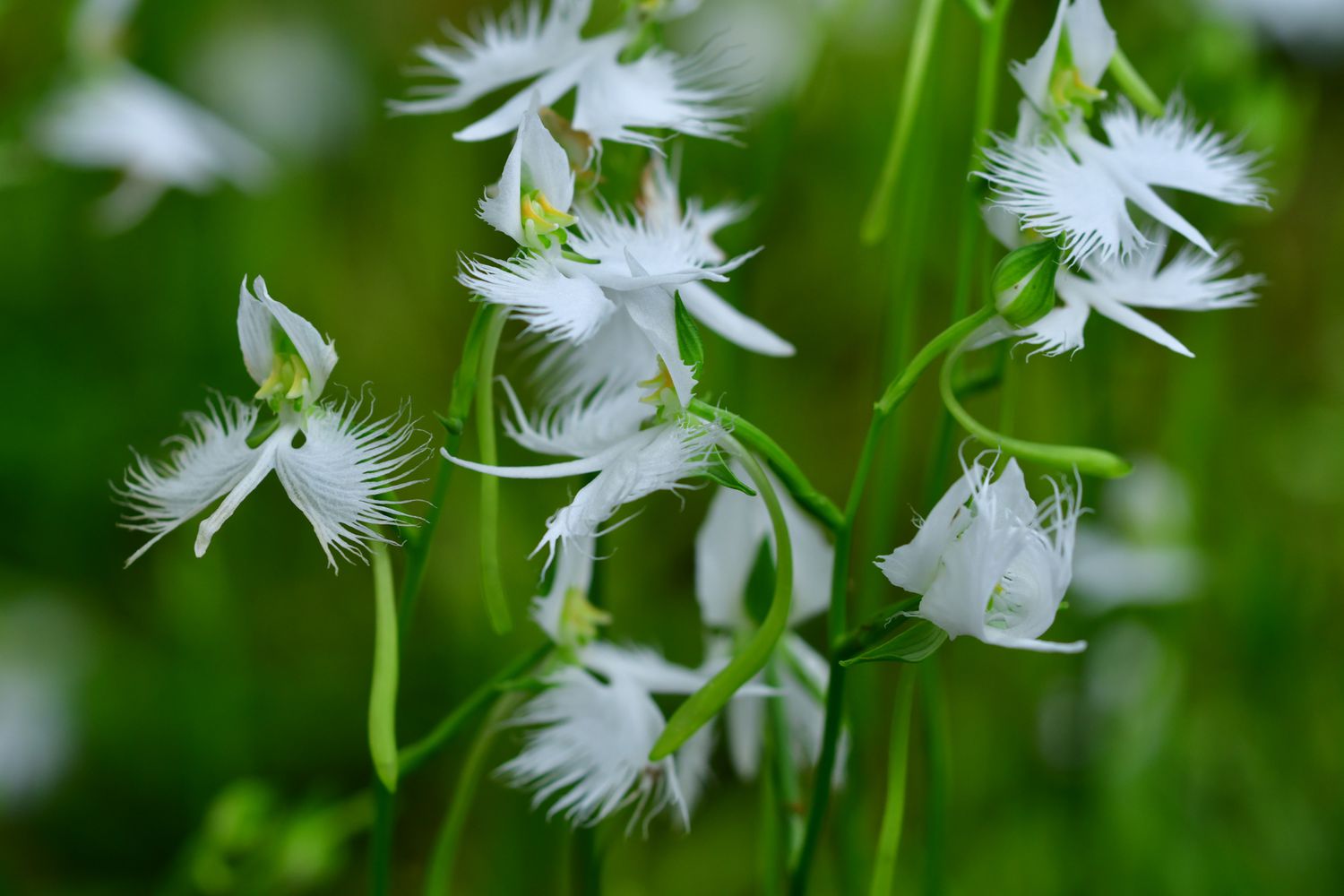 Ornamental White Egret Orchid plant