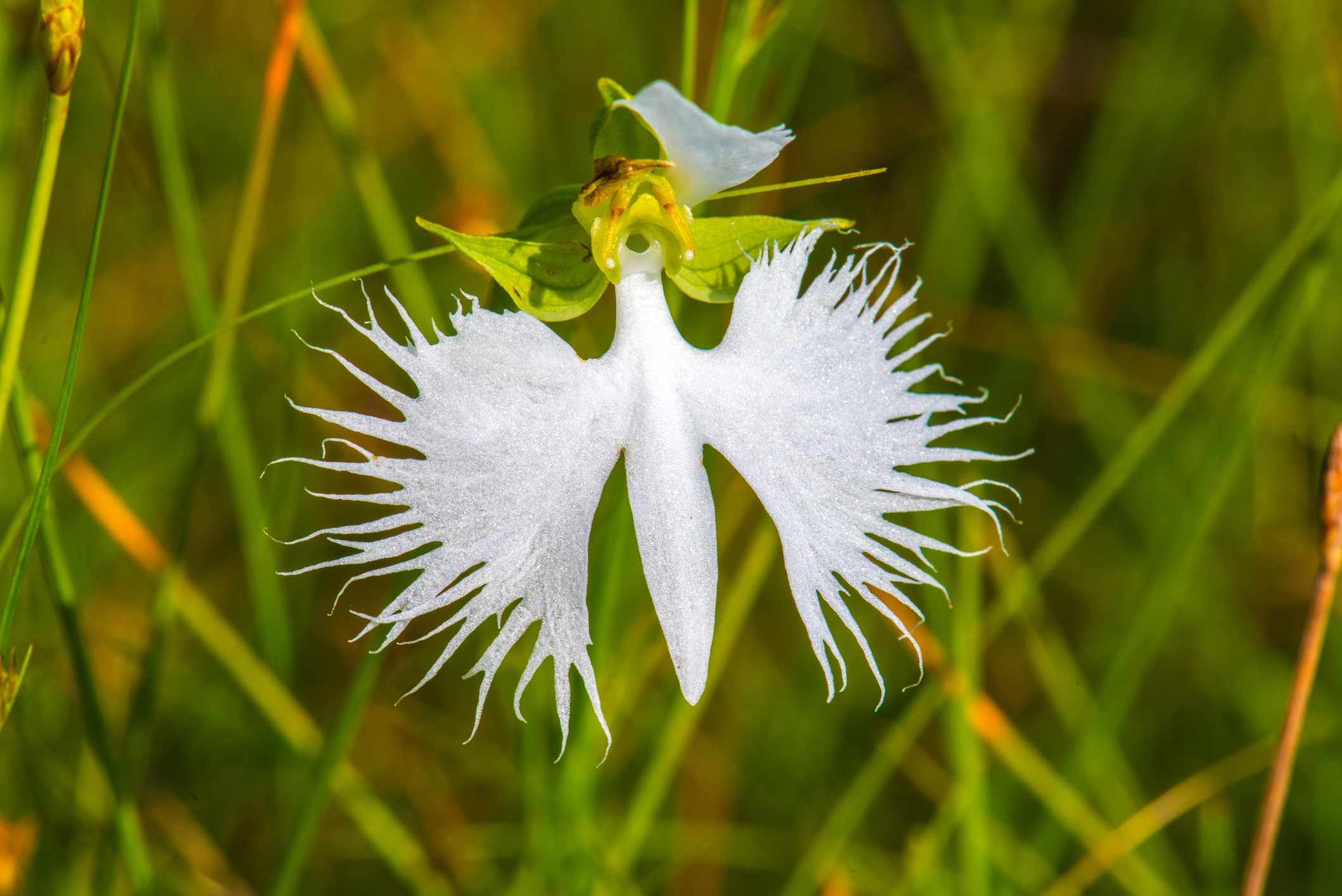 White Egret Orchid seeds for planting