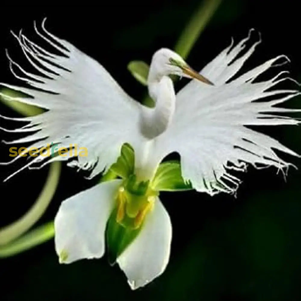 Ornamental White Egret flowering plant
