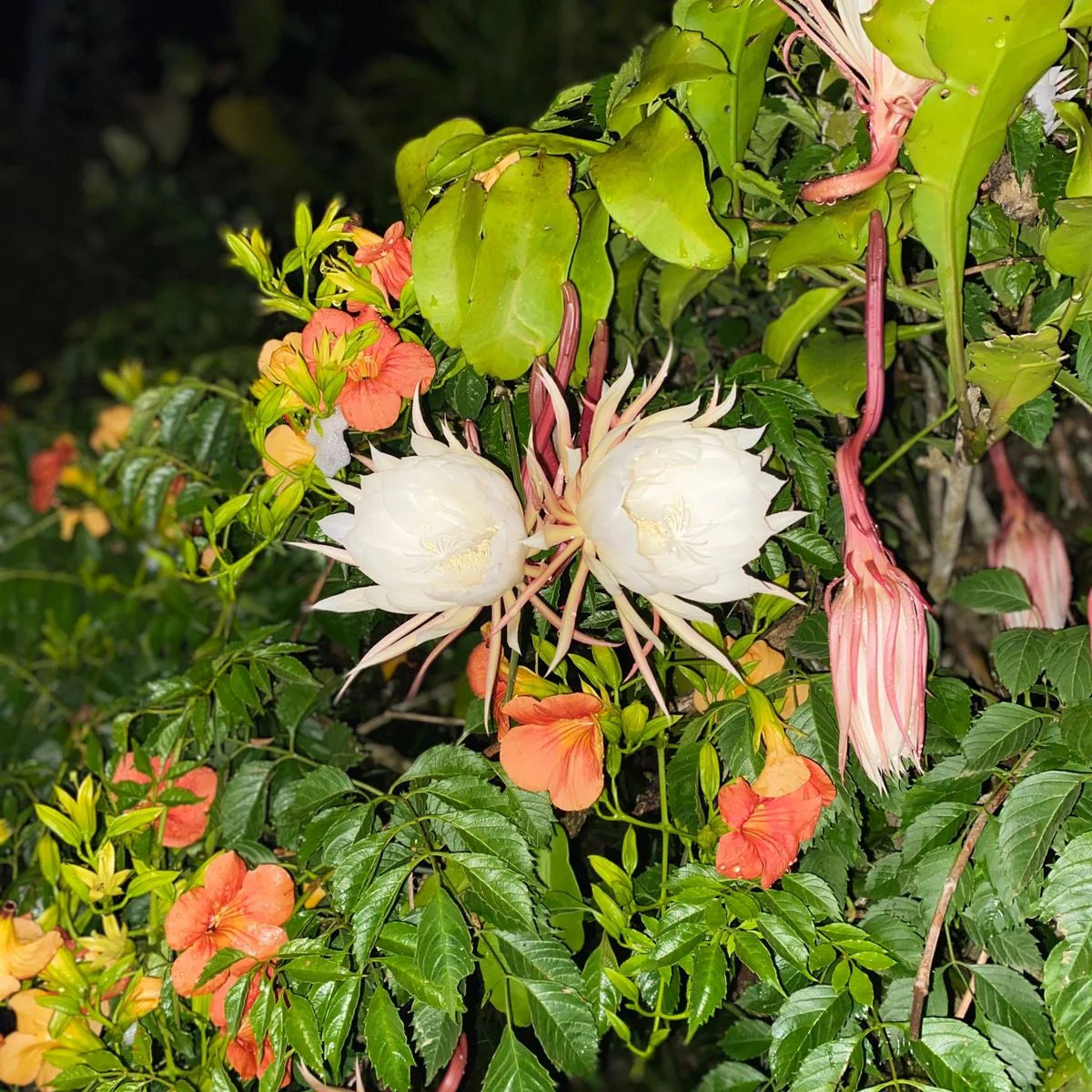 White Epiphyllum growing in a hanging basket