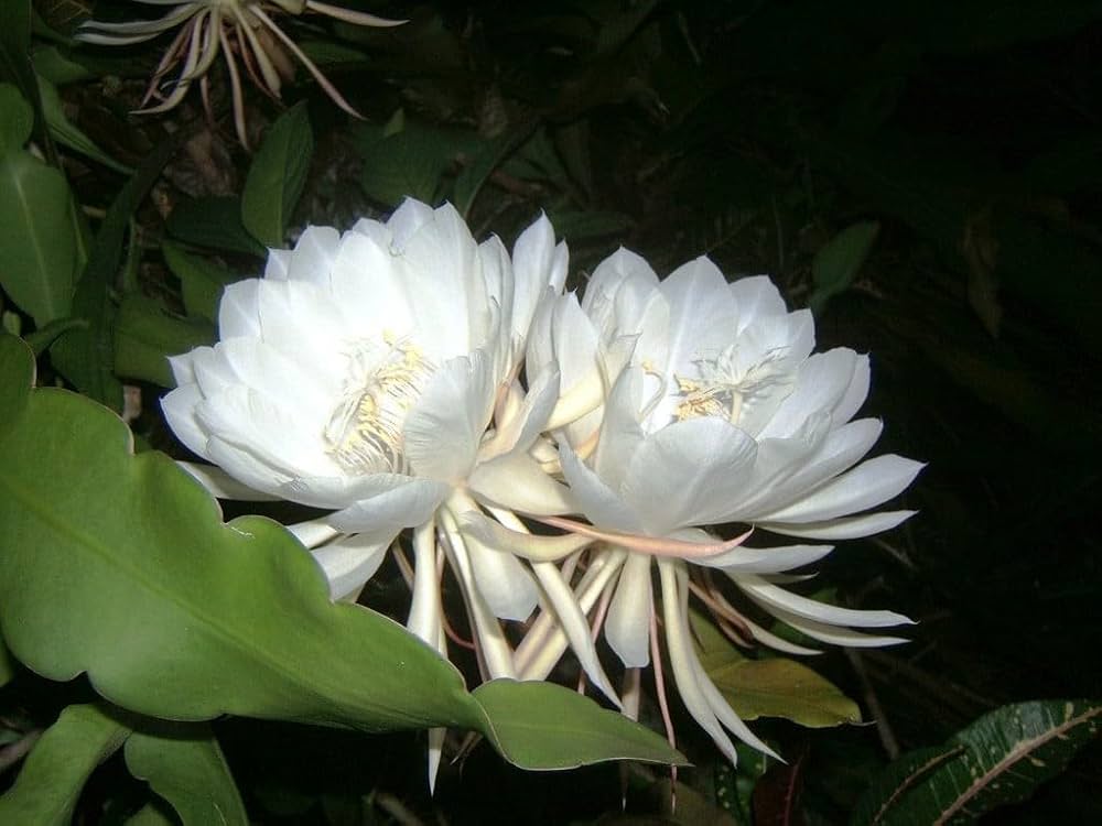Non-GMO White Epiphyllum seeds
