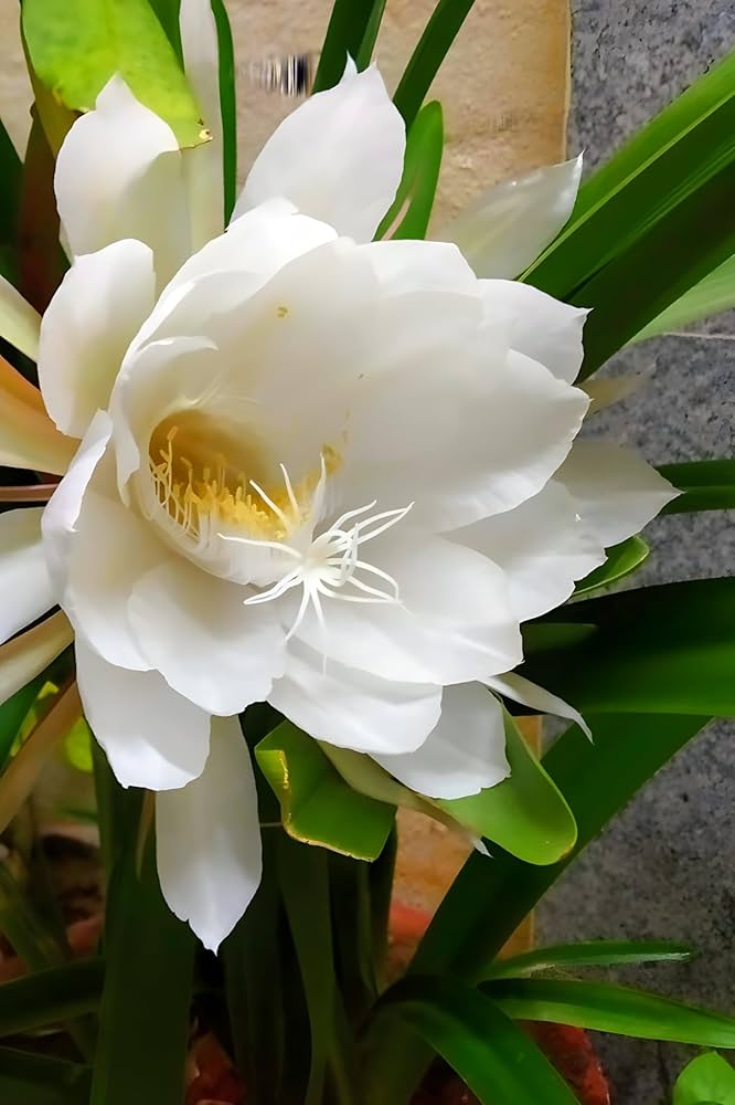 Ornamental Epiphyllum plant with white blooms