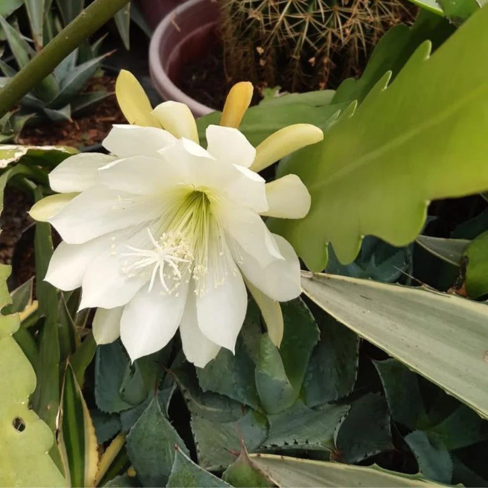 White Epiphyllum flower seeds for planting