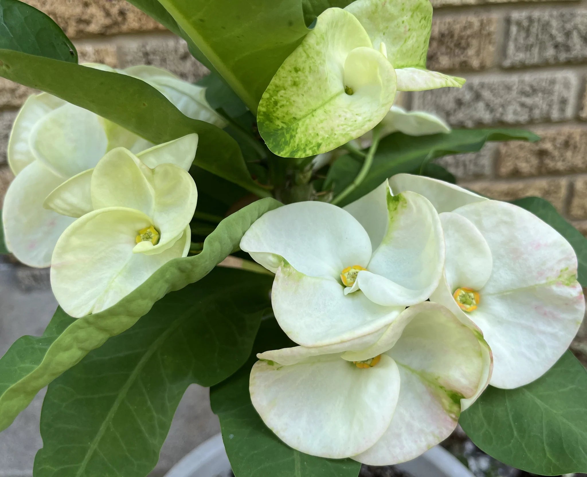White Euphorbia used as border plant