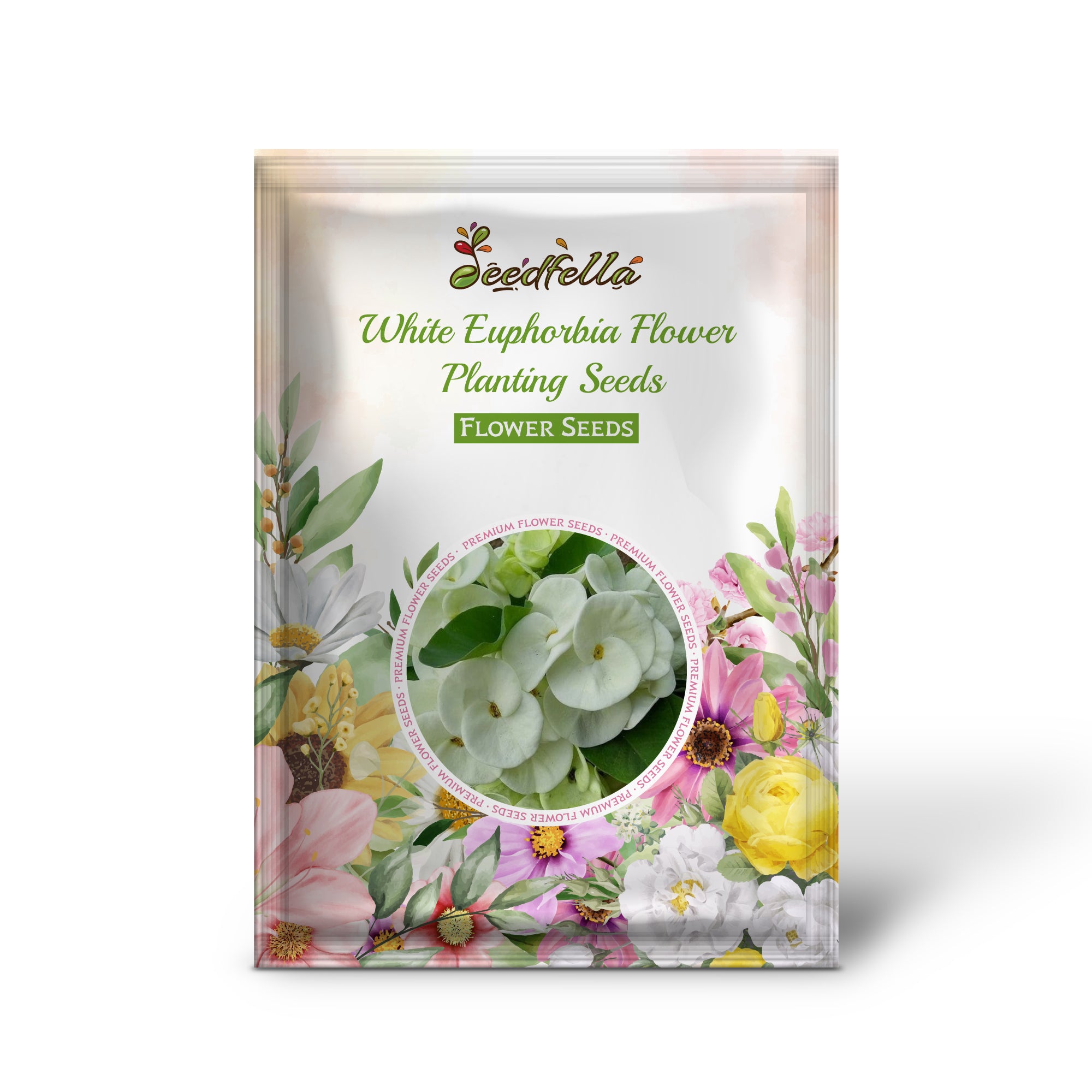 White Euphorbia flowers blooming in garden