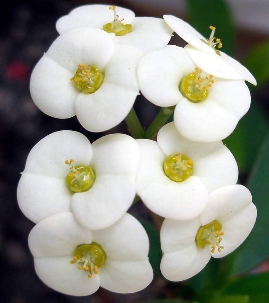 Non GMO White Euphorbia flower seeds