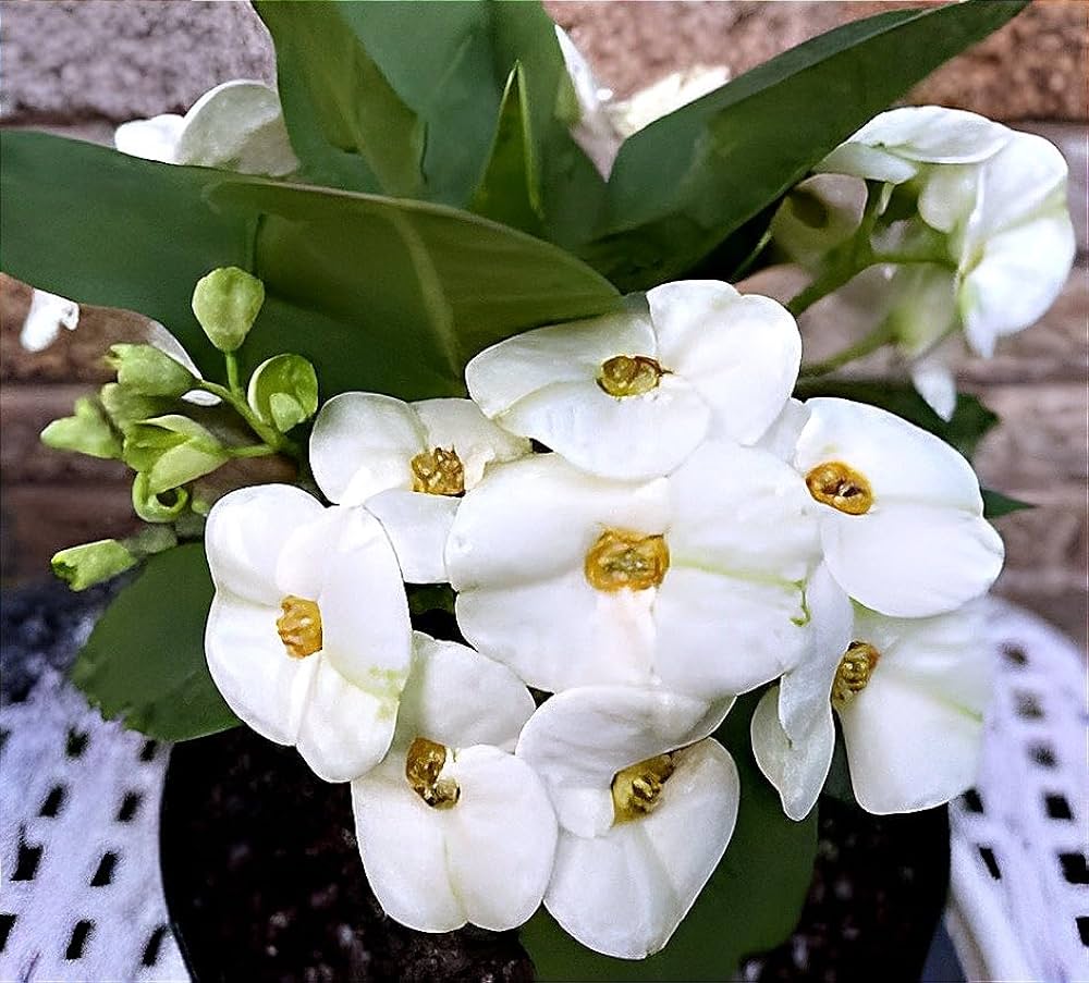 Ornamental White Euphorbia plant for gardens