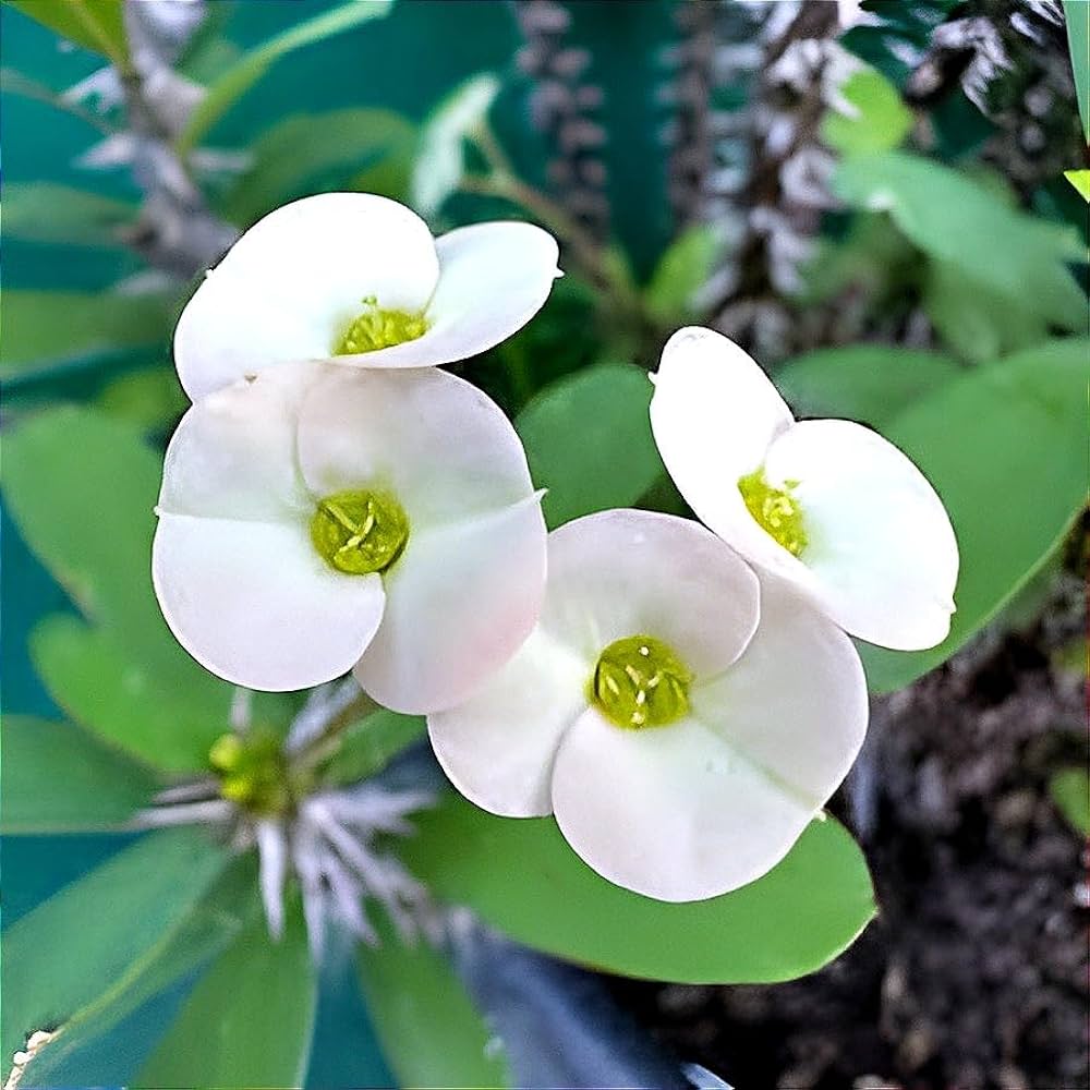 White Euphorbia flower seeds for planting