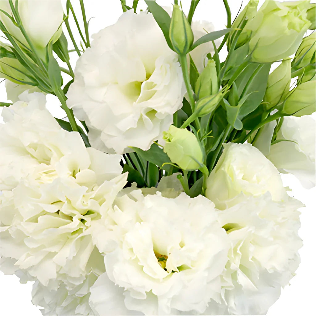 White Eustoma used as cut flower