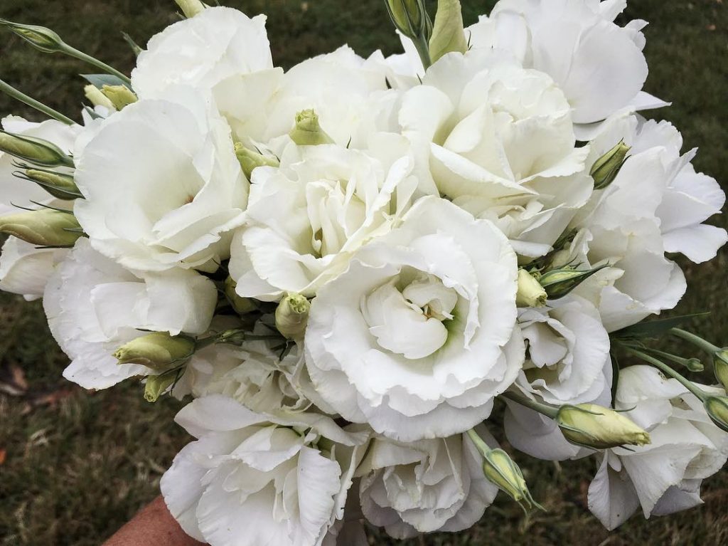 Non GMO White Eustoma seeds