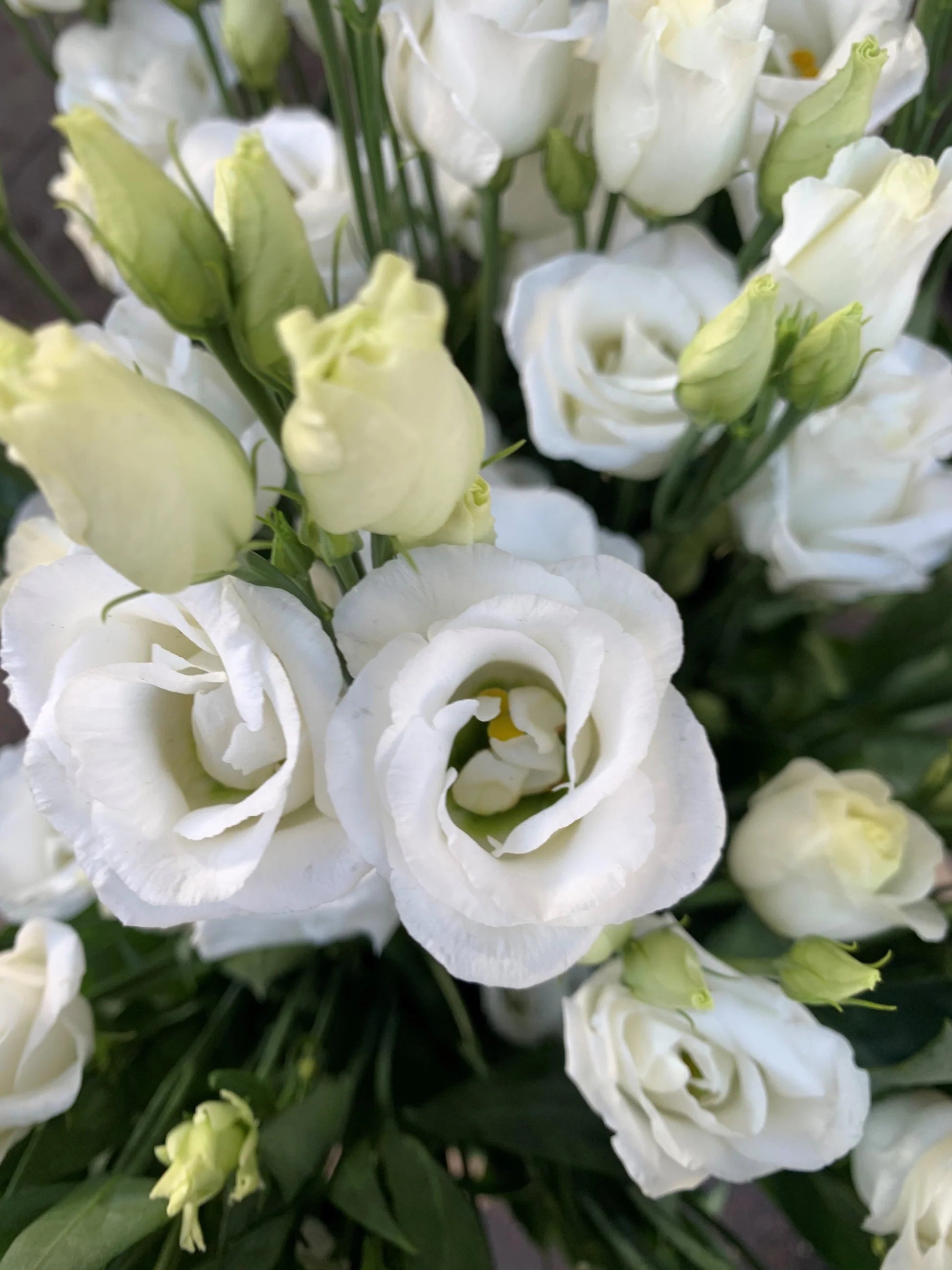Ornamental White Eustoma flowering plant