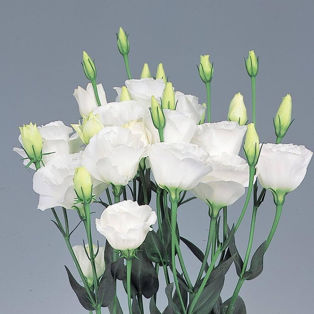 White Eustoma flower planting seeds for thriving blooms
